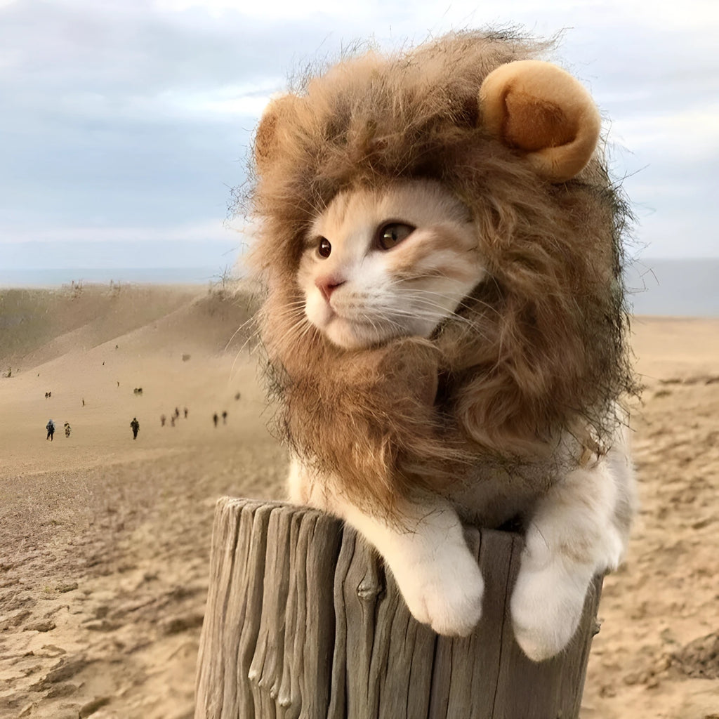 Lion mane wig for cat on pet's head showing fluffy artificial hair and adjustable elastic band.