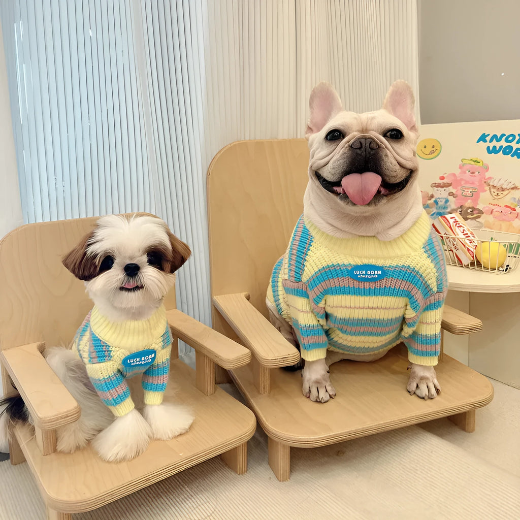 Blue and yellow striped wool dog jumper sweater for small breed pets.