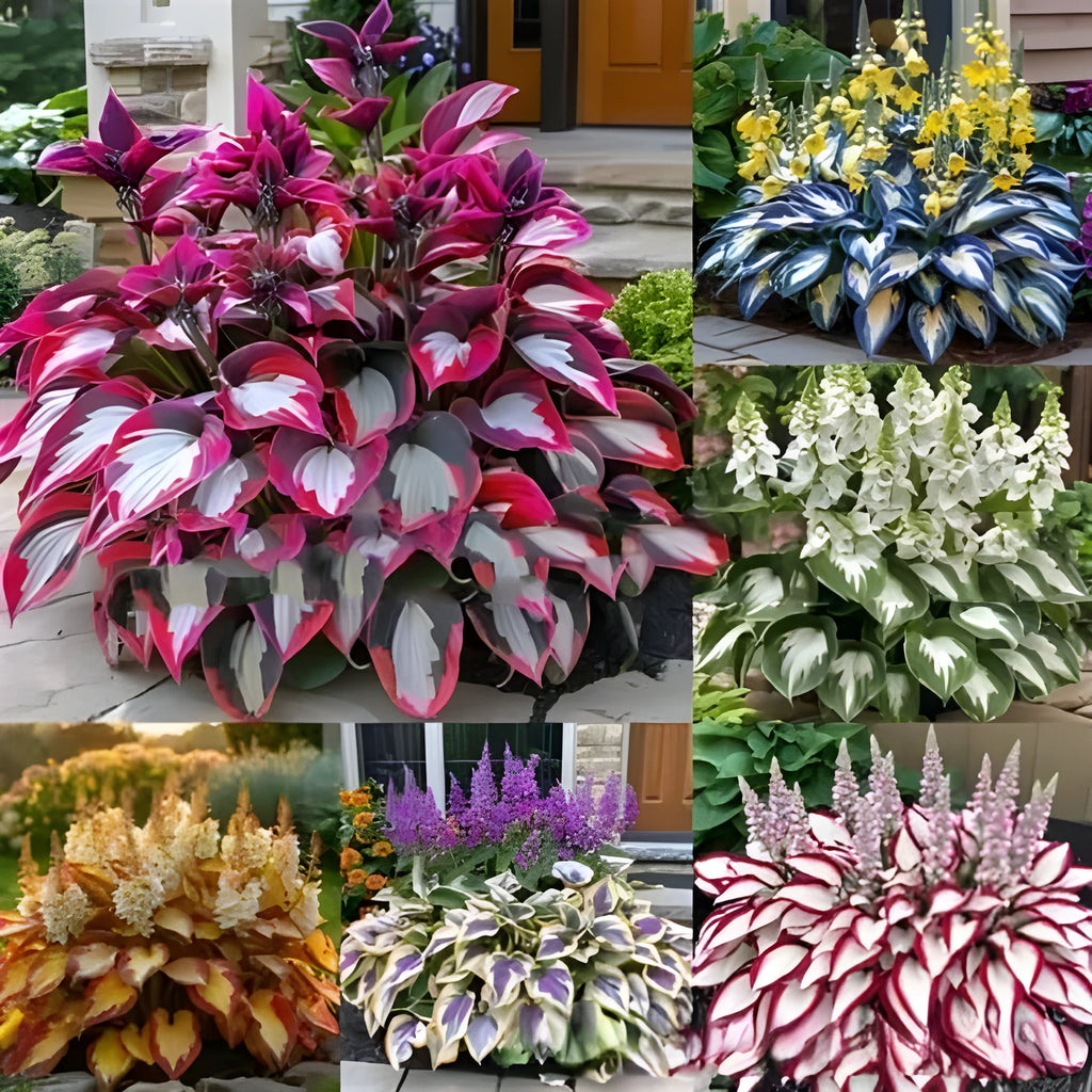 Pack of 50 coloured leaves jade barrettes pot flower seeds for home gardening