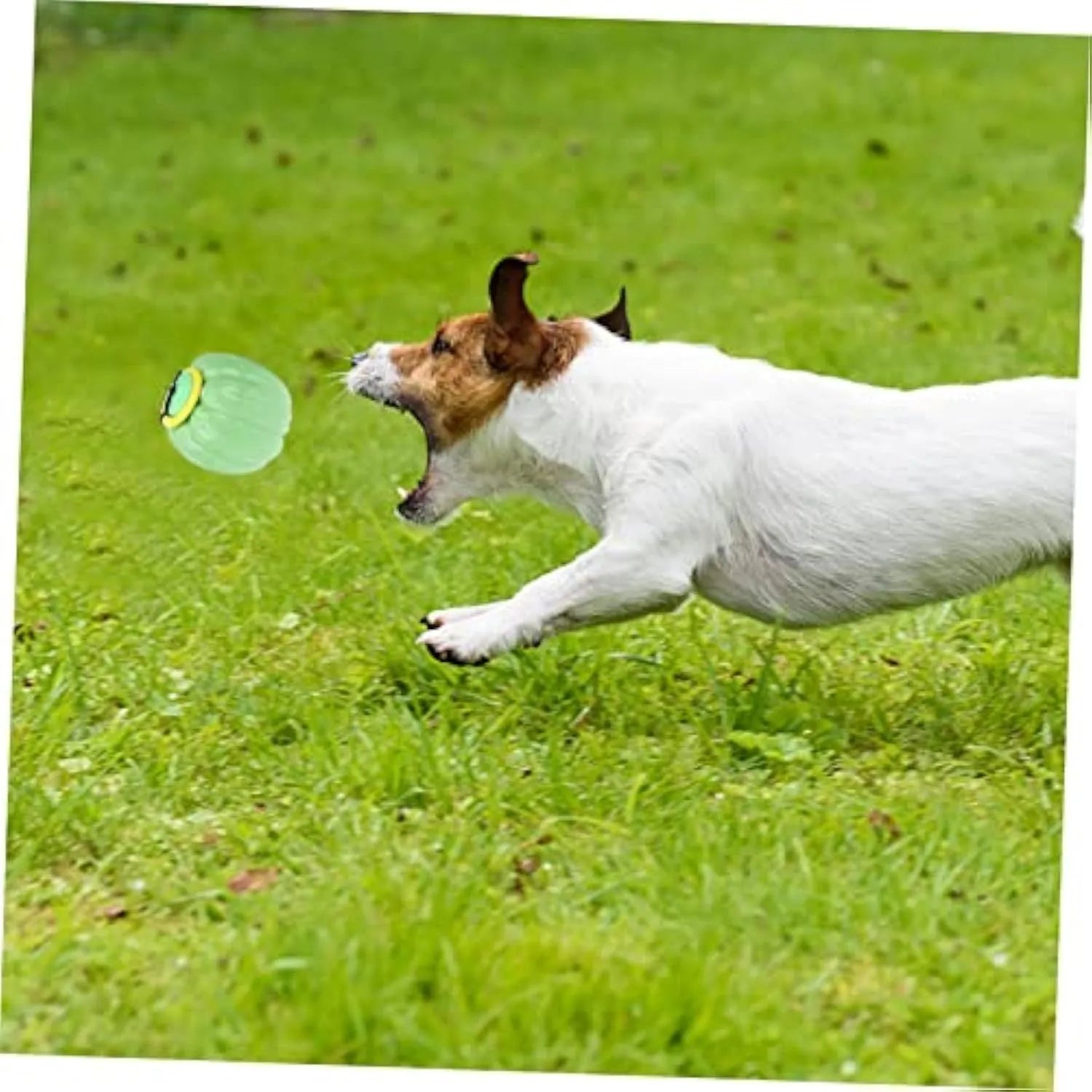 Green, orange and yellow 68mm plastic squeaker dog chew ball toy for small dogs