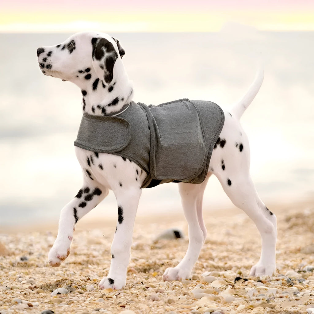 Heather grey dog anxiety calming vest on a model dog, showing soft fabric and snug fit.