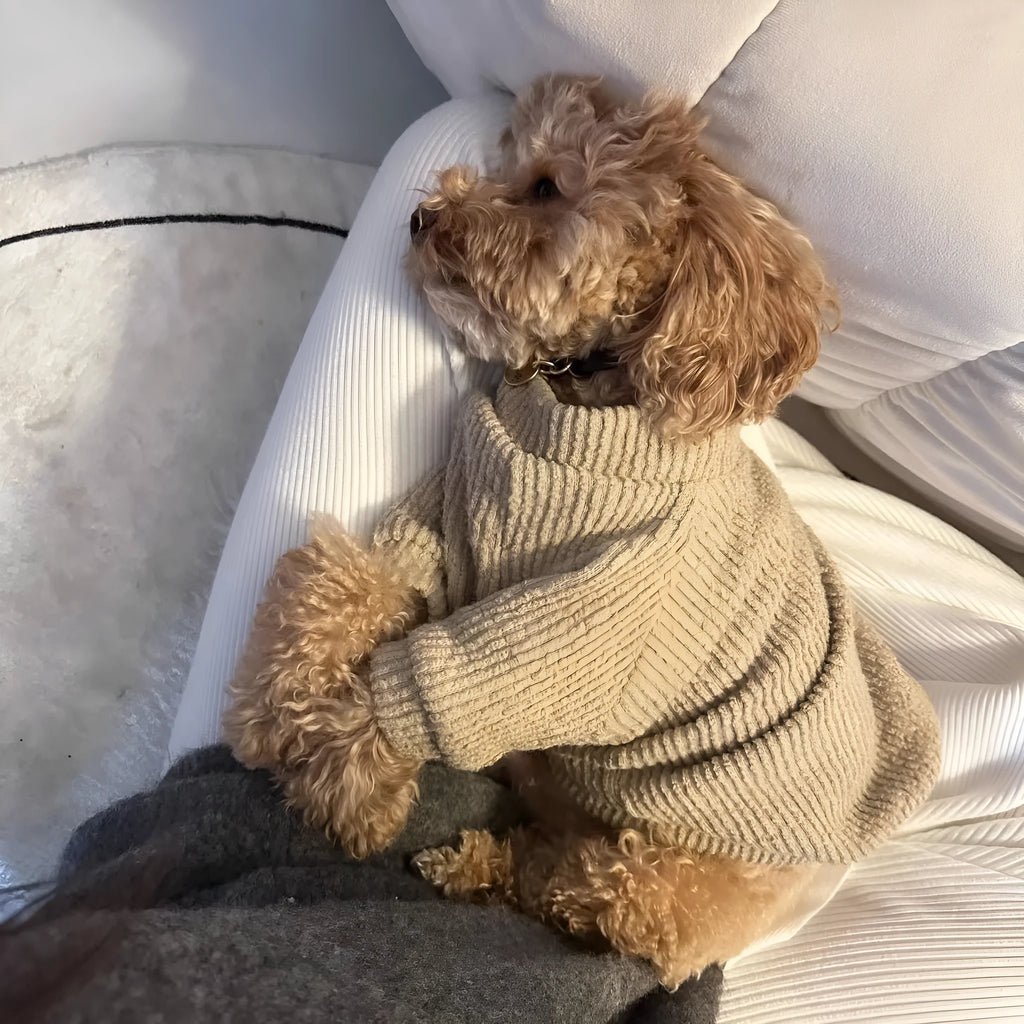 Brown cloth dog sweater pullover for small breeds on mannequin