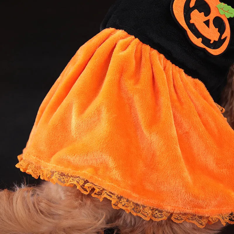 Small dog wearing a Crystal Velvet Halloween pumpkin skirt costume.