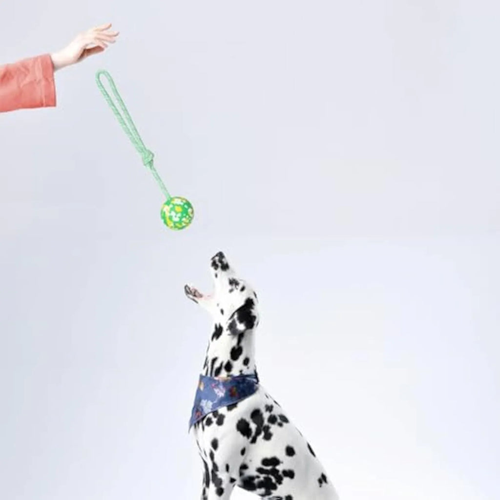 Natural rubber dog ball attached to a nylon rope for interactive fetch and tug-of-war play