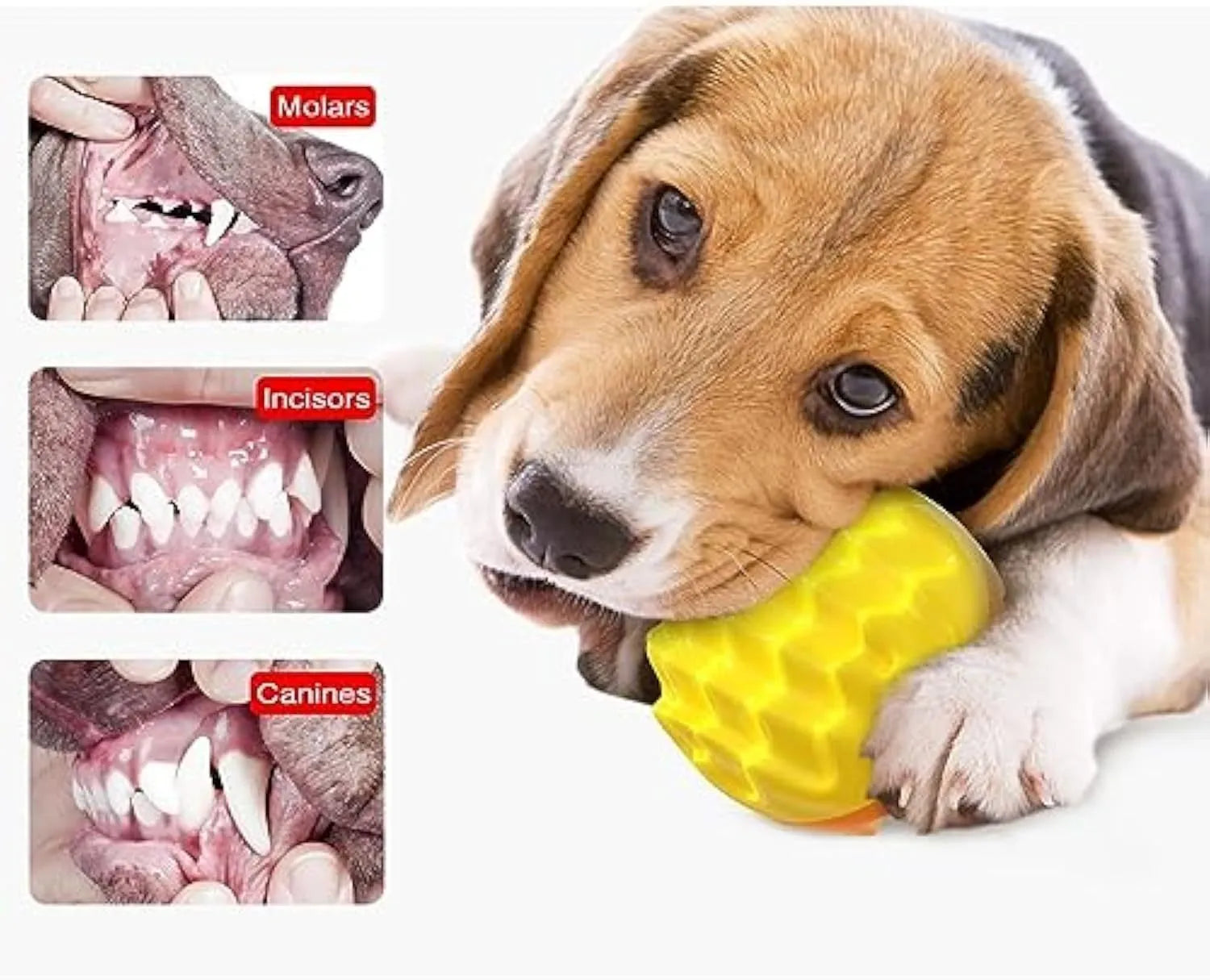 Blue spiky rubber dog ball with squeaker for teeth cleaning and water fetch