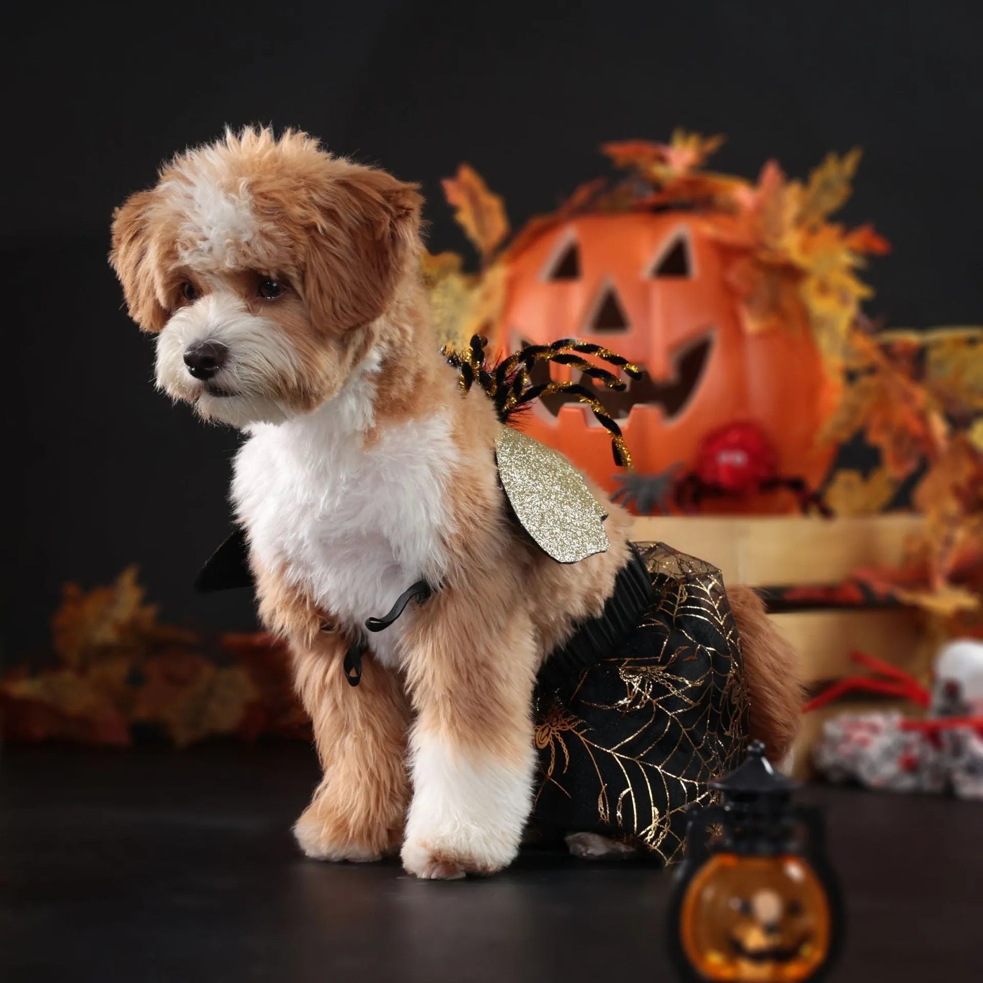 A dog wearing a simple polyester suit costume for a Halloween party.