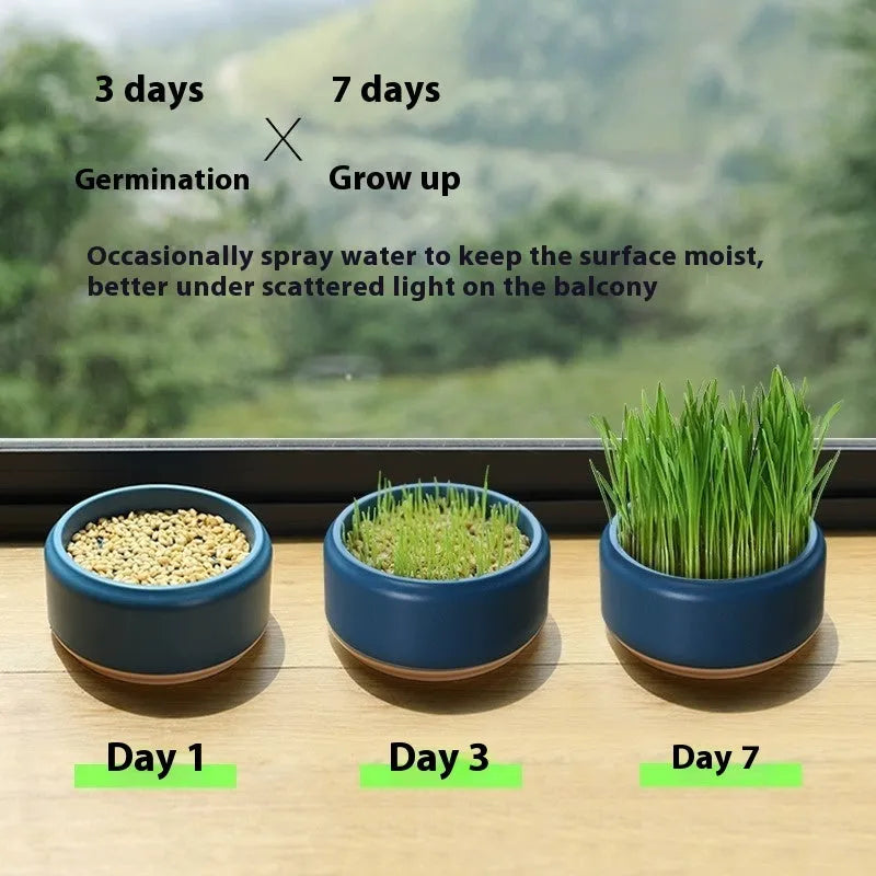Hydroponic cat grass kit with growing cup and seed packets in blue, green, and yellow colour options