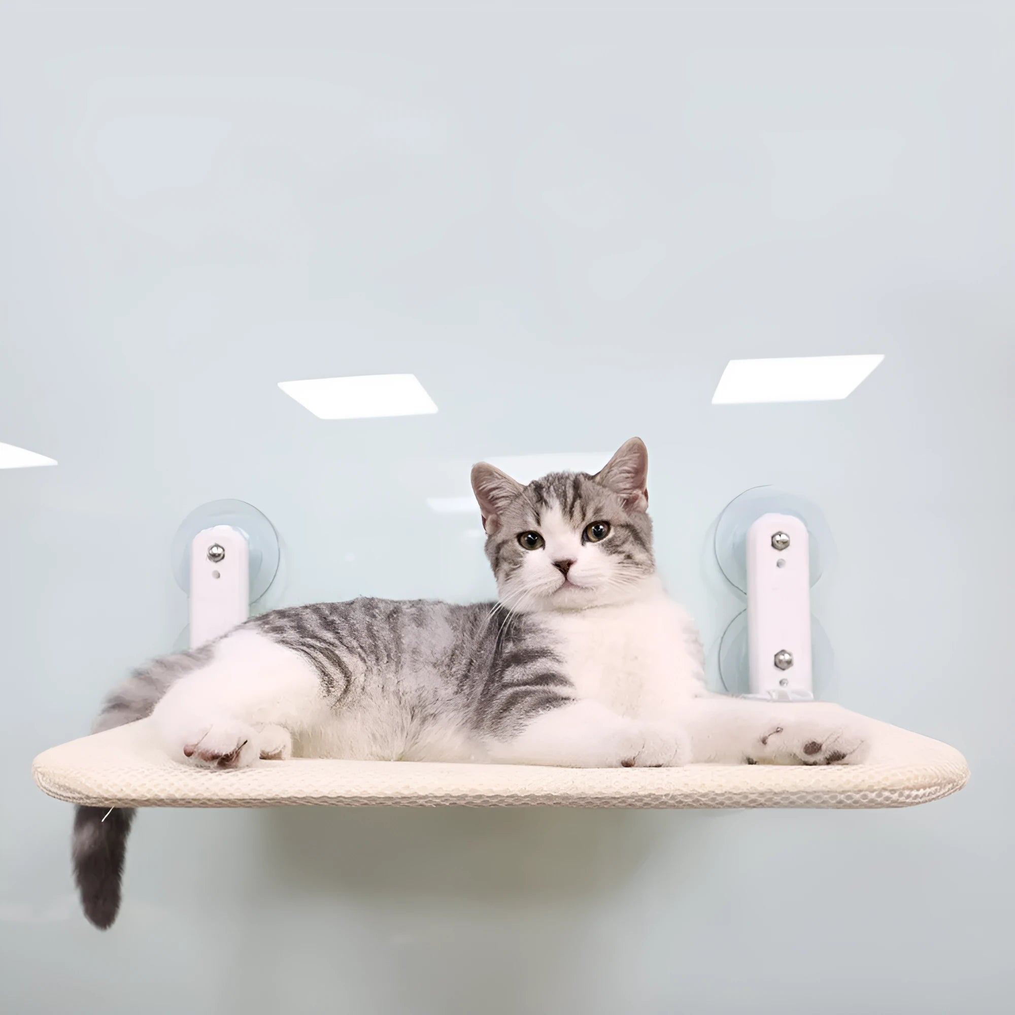 Stainless steel frame cat hammock with suction cups mounted on window