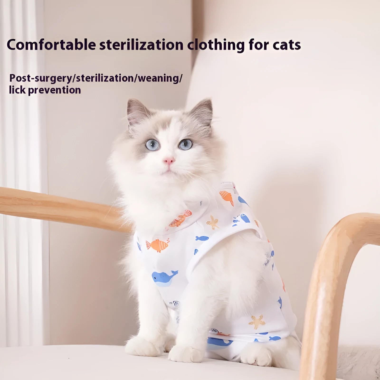 A cat wearing a blue polyester recovery bodysuit with Velcro closures after sterilisation surgery.