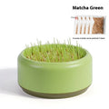 Hydroponic cat grass kit with growing cup and seed packets in blue, green, and yellow colour options