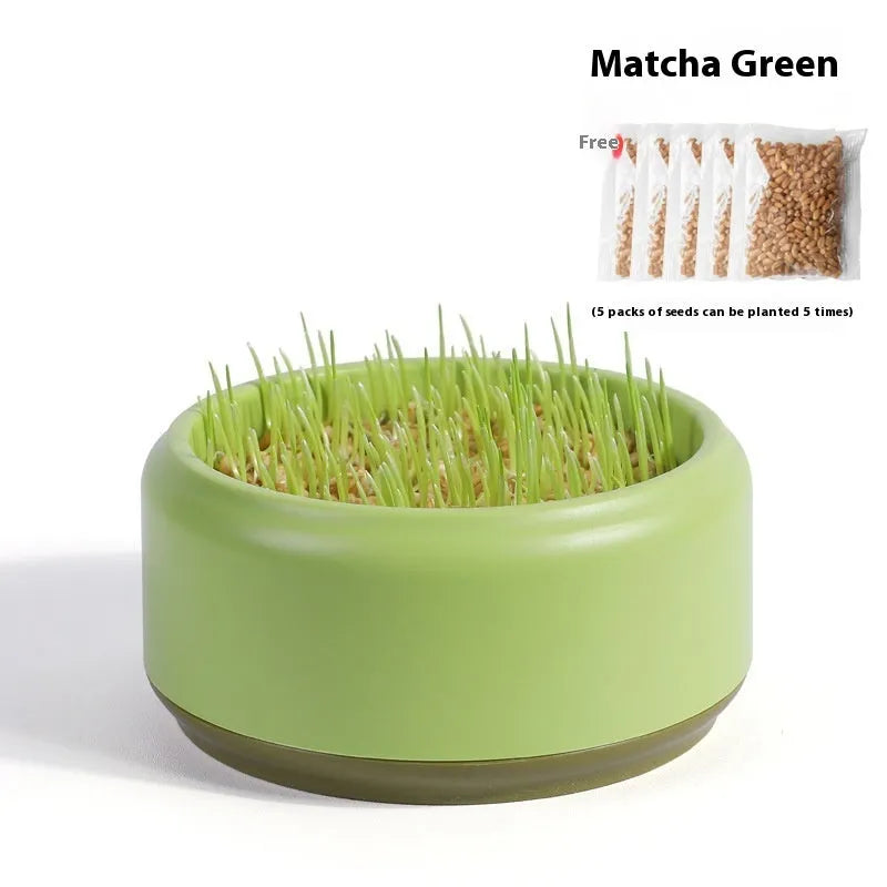 Hydroponic cat grass kit with growing cup and seed packets in blue, green, and yellow colour options