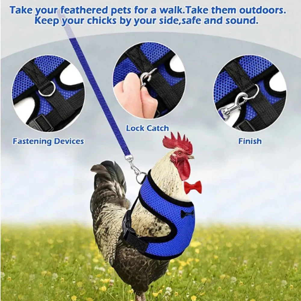 Coloured chicken harness vest with attached collar and long rope for pet poultry walking control